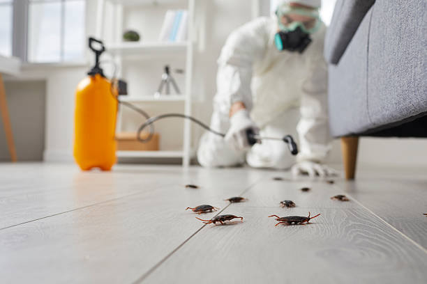 Commercial Kitchen Cockroach Control in LeChee